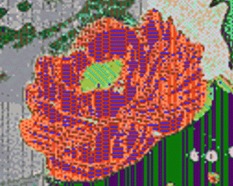 🌸