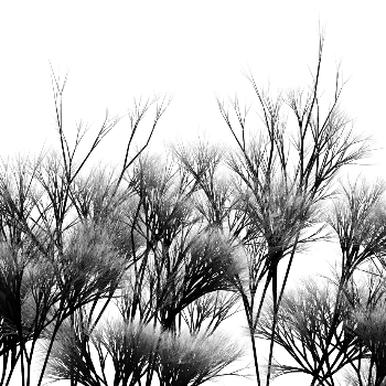 Recursive tree growth.