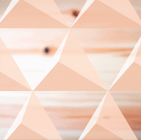 bloom pine interactive 2014