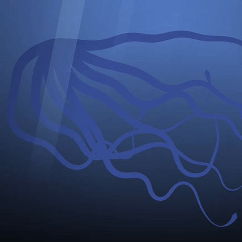 Jellyfish
