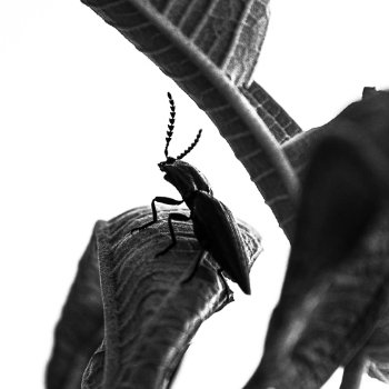 Elateridae Sp.