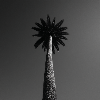 🌴
